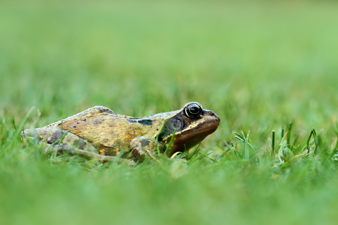 Common Frog